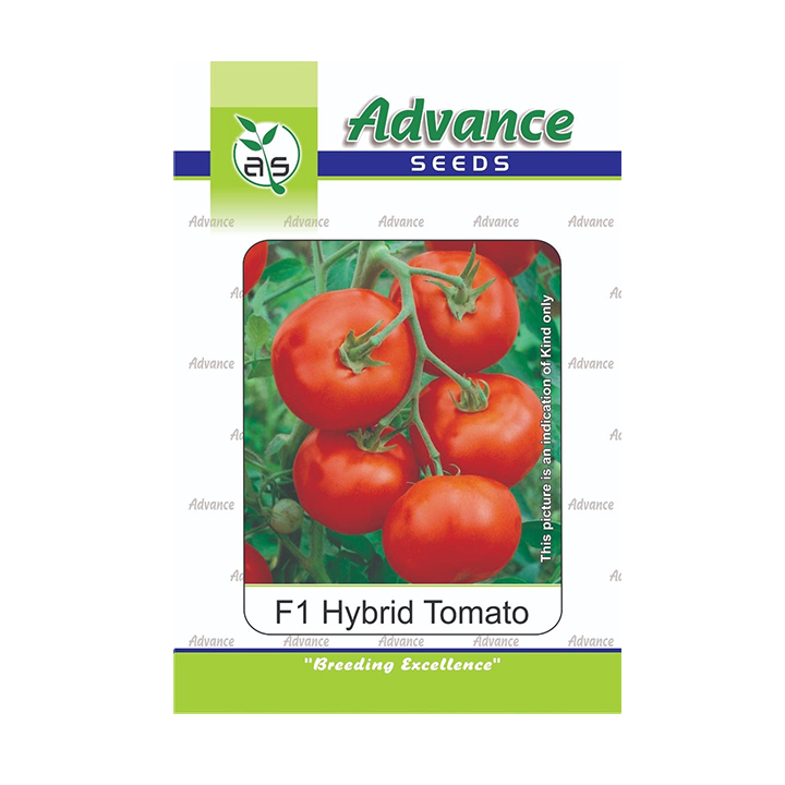 Bhutan Alpine Seed - Tomato Hybird - Ruby 98, 10gm